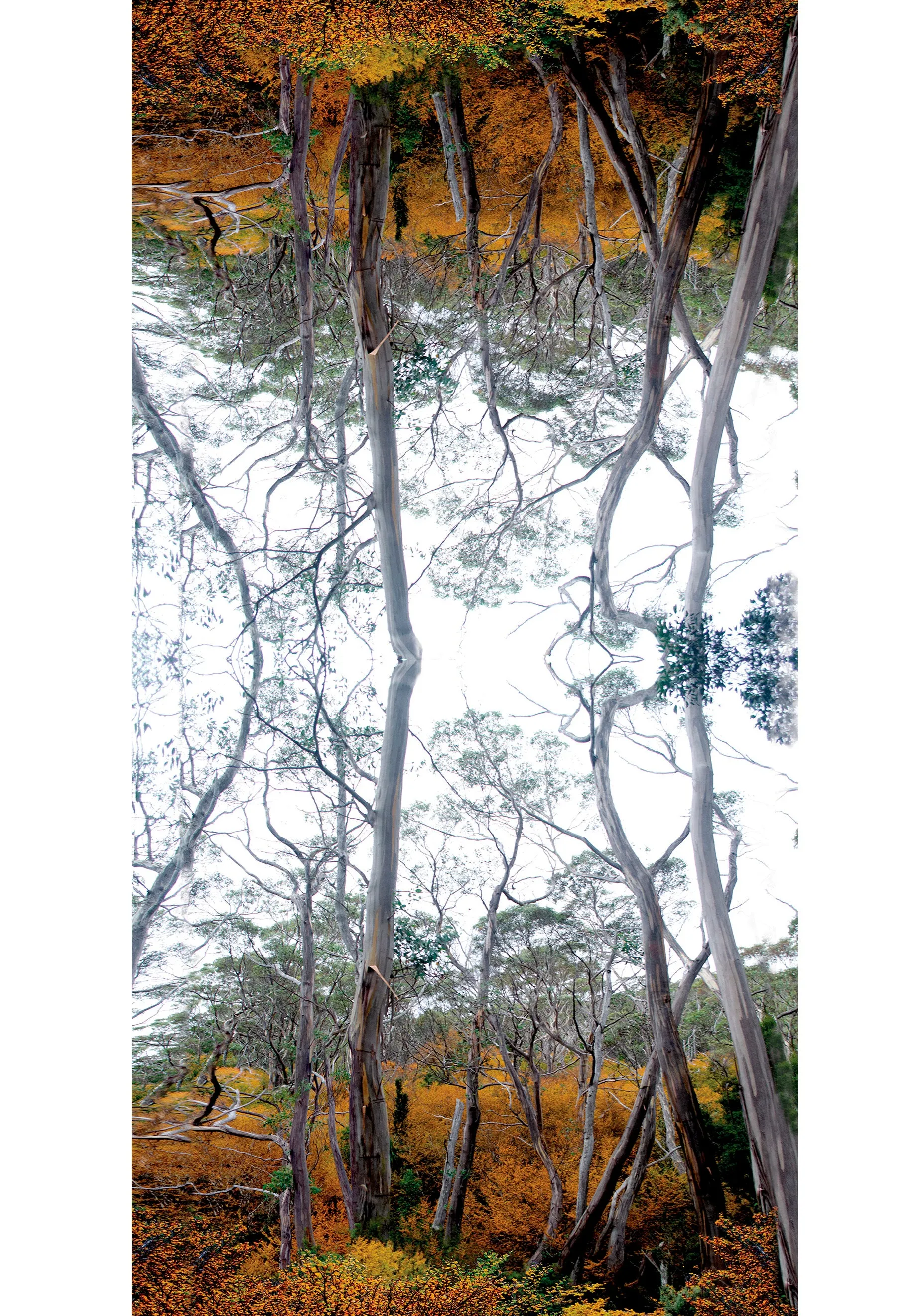 FAGUS FOREST WOOL & SILK SCARF